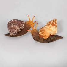 AQUA ONE FLEXISCAPE SEA SNAIL ASSORTED COLOURS