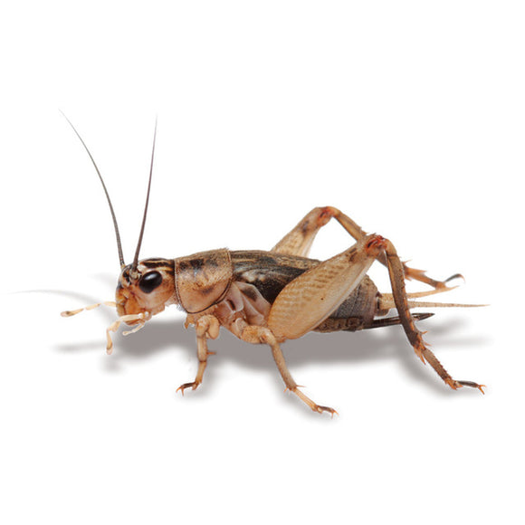 LARGE CRICKETS 30 PACK