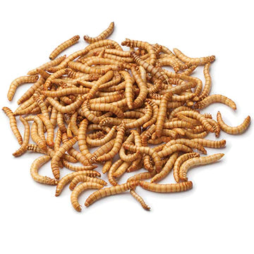 BUGS AND THINGS MEALWORMS 100G